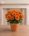 Autumn Elegance Plant