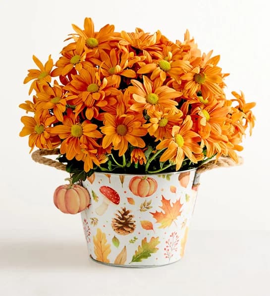 Spiced Pumpkin Petals